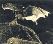 batty.gif (21529 bytes)